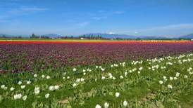 tulipanes, washington
